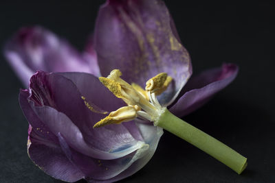 Close-up of purple flower on plant against black background