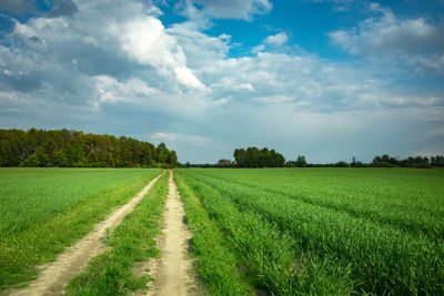 A dirt road in a green field, forest on the horizon and clouds on the sky, view on a spring day