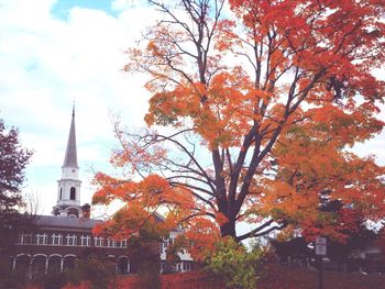 Low angle view of autumn trees