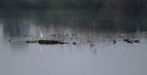 Ducks in lake