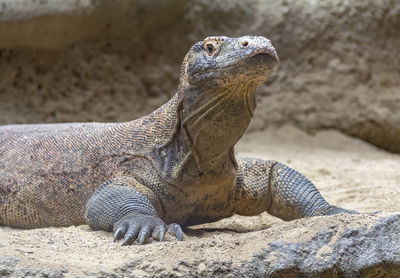 Close-up of lizard on rock