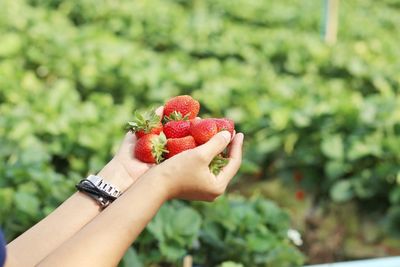 Close-up of hand holding strawberry