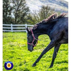 Horse grazing on grassy field