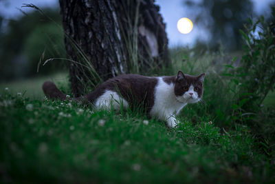 Cat relaxing on a field