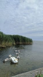 Swan swimming in lake against sky