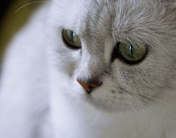 Close-up portrait of cat