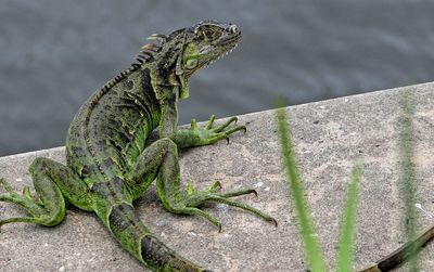 Close-up of lizard on retaining wall