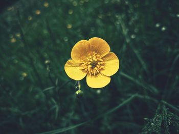 Close-up of yellow flower