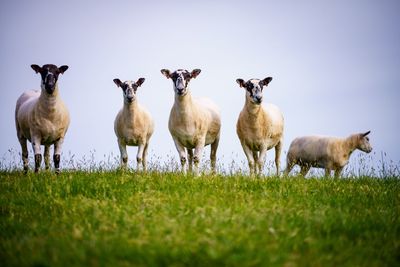 Sheep on grassy field against clear sky