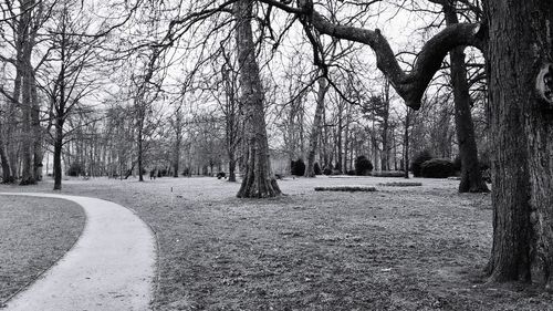 Bare trees in park