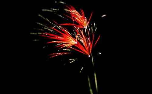 Low angle view of firework display at night