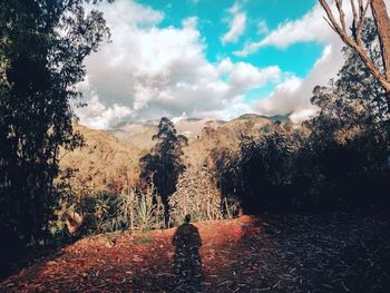 Panoramic shot of trees on landscape against sky