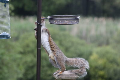 Side view of a bird feeder