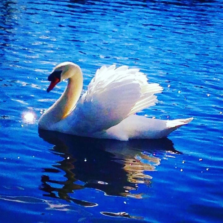 SWAN SWIMMING ON LAKE