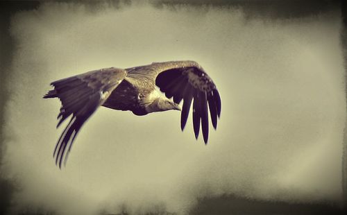 Low angle view of tree against sky