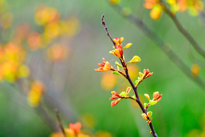 Close-up of insect on plant