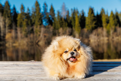 Portrait of dog sitting on field