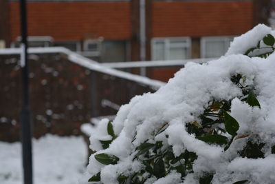 Close-up of snow covered tree