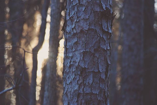 tree trunk, textured, tree, focus on foreground, close-up, rough, bark, nature, growth, wood - material, day, outdoors, selective focus, tranquility, no people, natural pattern, pattern, forest, branch, plant bark
