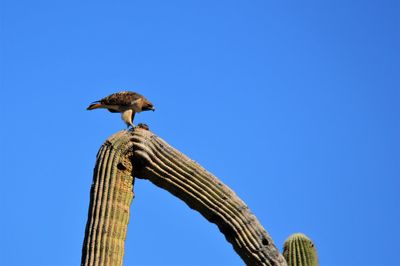 Low angle view of bird perching on wood