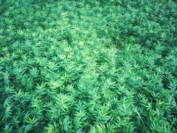 Full frame shot of fresh green plants