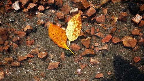 High angle view of dry maple leaf on street