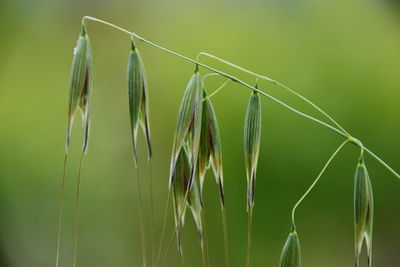 Close-up of stalks against blurred background