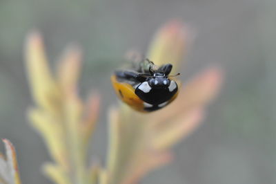 Directly above shot of ladybug on twig