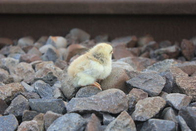 View of a bird on rock