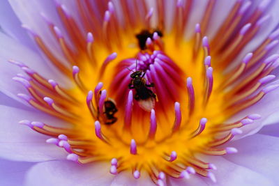 Close-up of bee pollinating flower