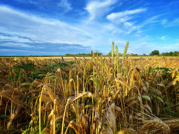 View of stalks in field against cloudy sky