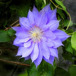 Close-up of purple flowering plant