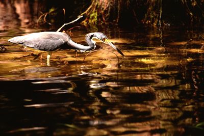 High angle view of gray heron on lake