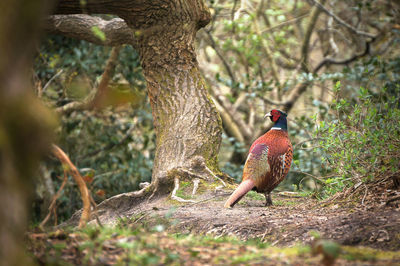 Male pheasant