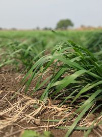 Close-up of crops growing on field