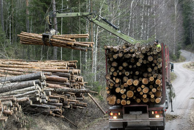 Close-up of logs