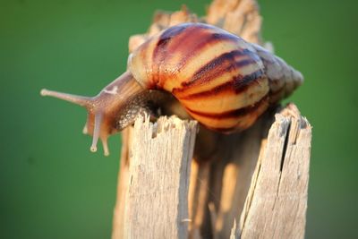 Close-up of snail on wood