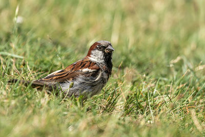 Male or female house sparrow or passer domesticus is a bird of the sparrow family passeridae