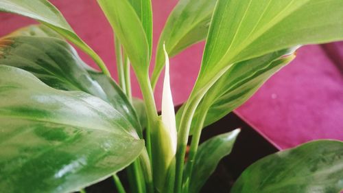 Close-up of flower