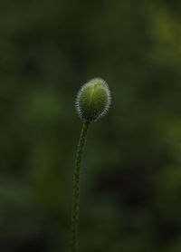 Close-up of flower bud growing on field