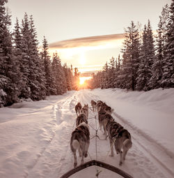 Dog on snow covered landscape during sunset