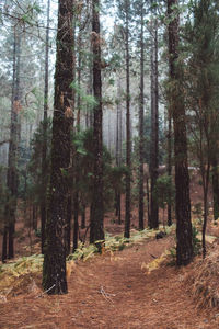 Trees in forest