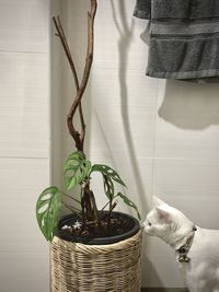 Potted plant in basket