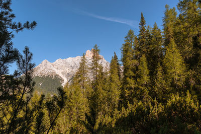 Low angle view of trees in forest against sky