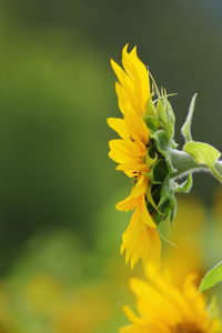 Close-up of yellow flowering plant