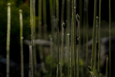 Close-up of grass