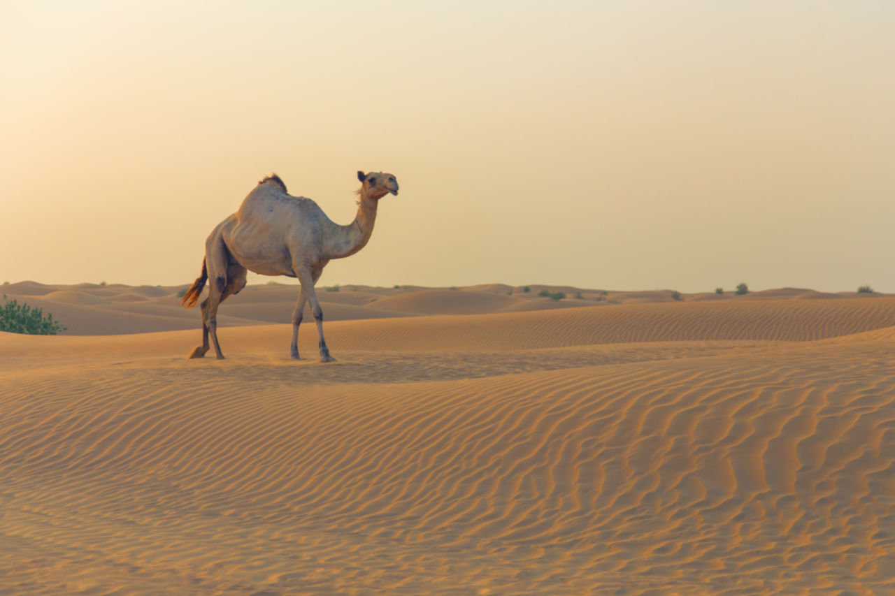 Dubai desert