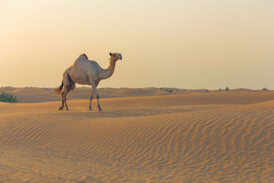 One camel on rippled sand dune