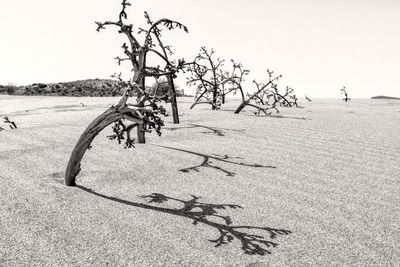 Dead tree on field against clear sky