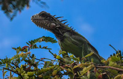 Low angle view of lizard on tree against sky